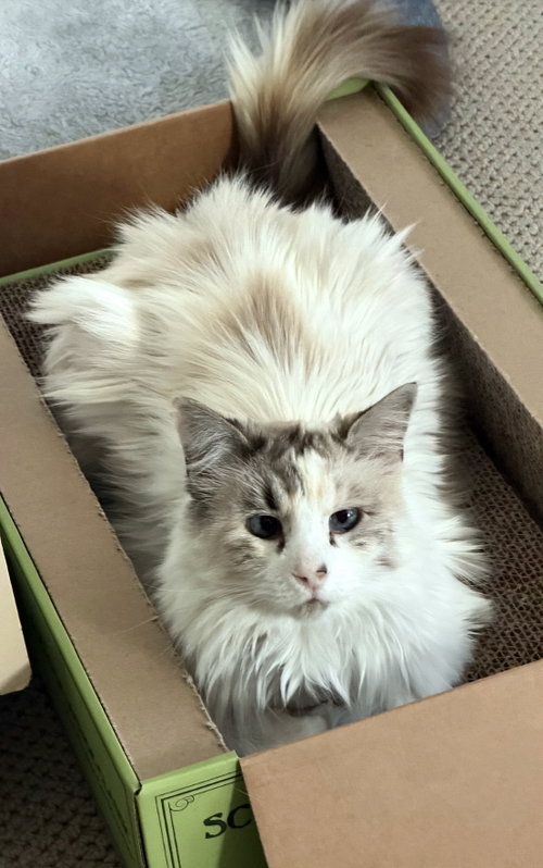 Snow White, Ragdoll / Domestic Long Hair / Mixed (long coat)