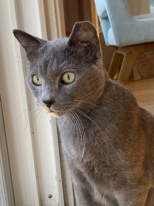Photo 2 of Romeo