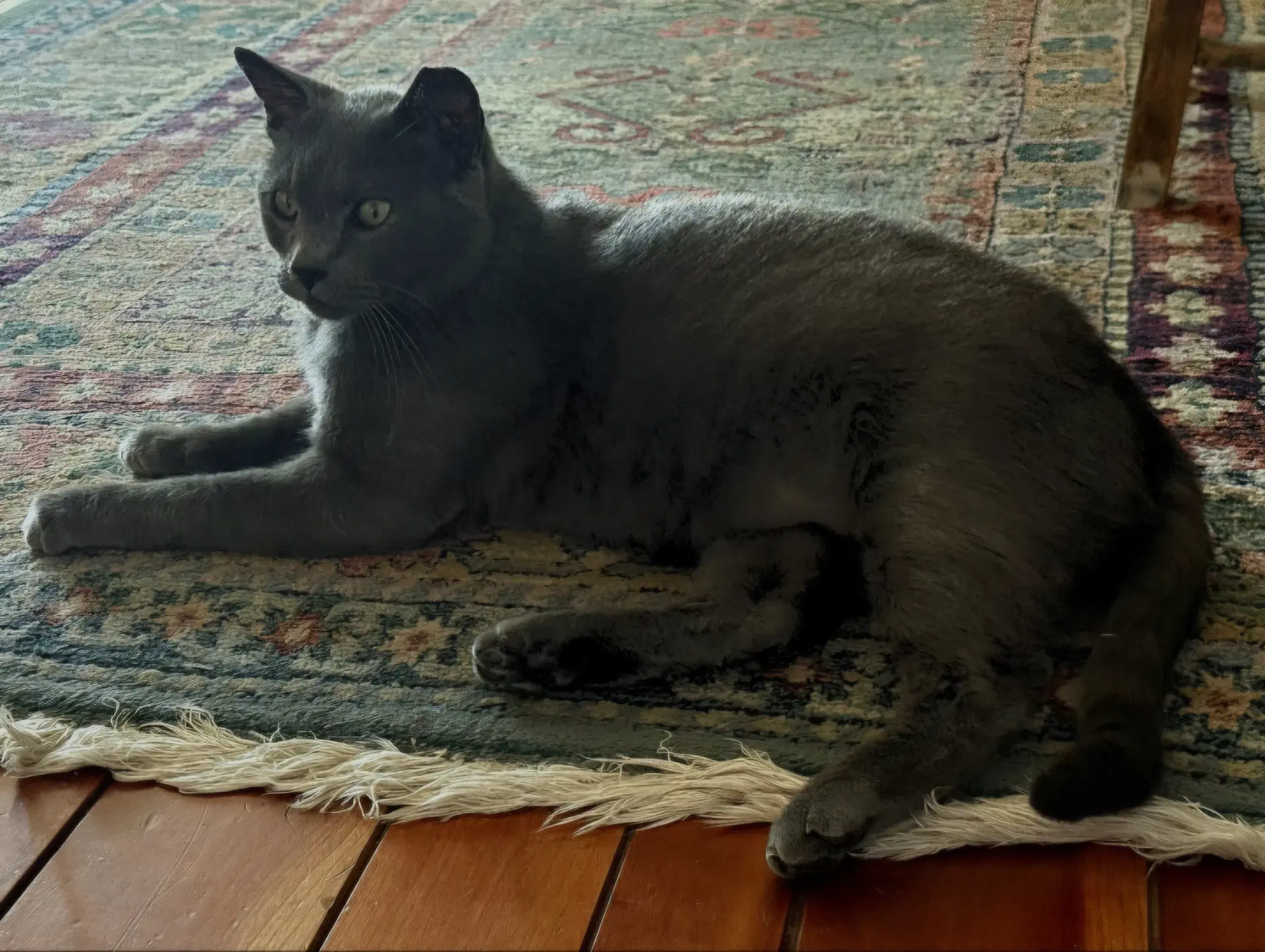Romeo image 4