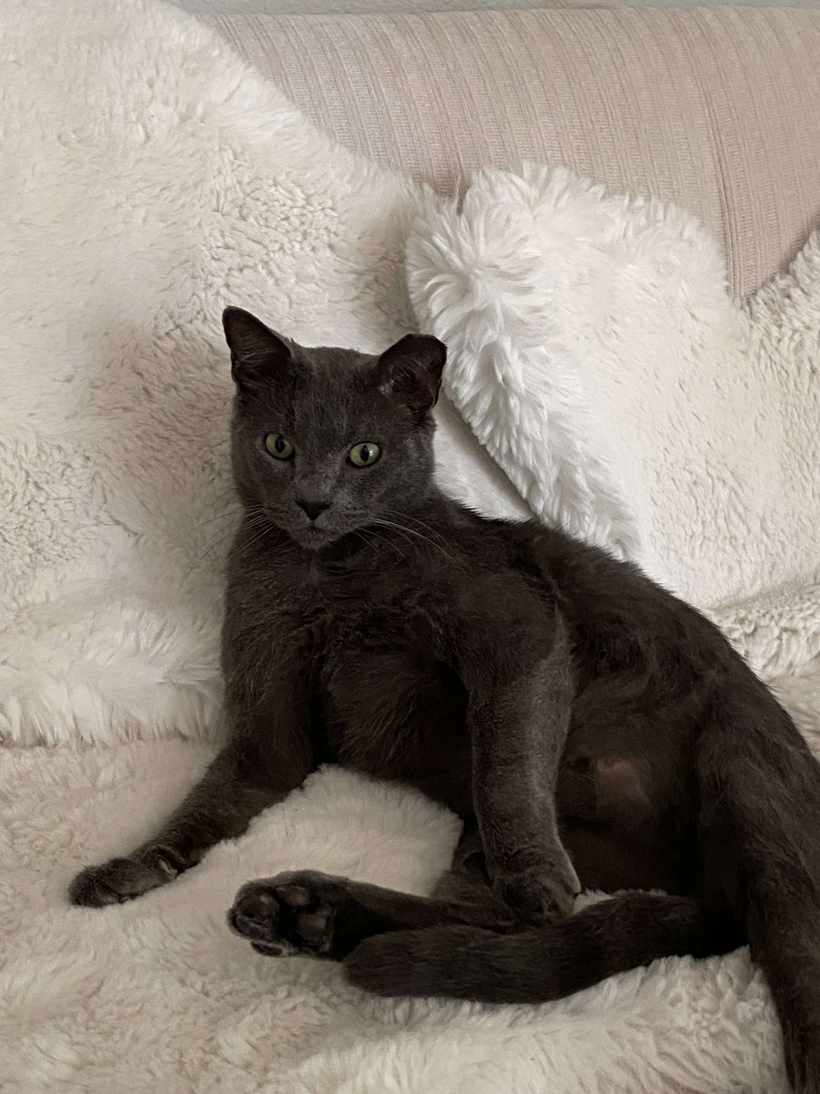 Romeo, photo 3