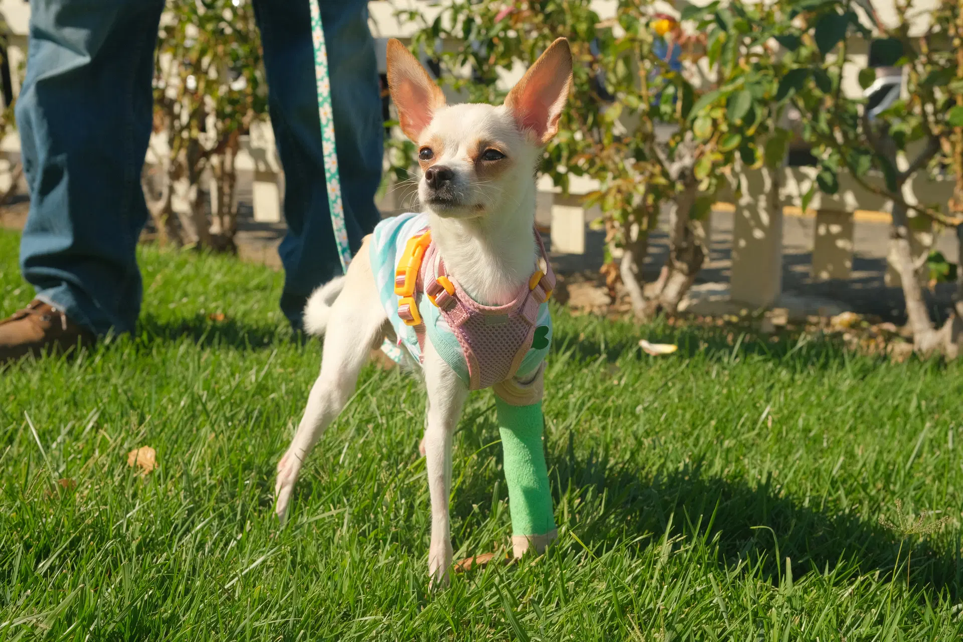 Little Girl - Chihuahua