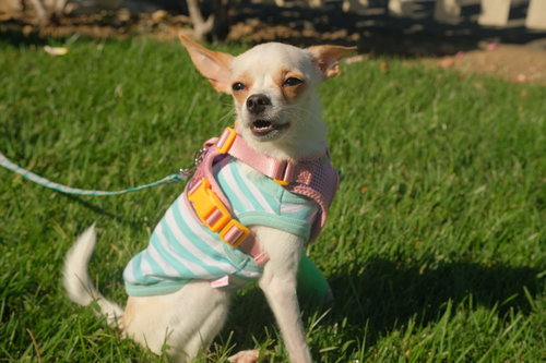 Photo 2 of Little Girl