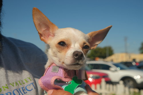 Photo 4 of Little Girl