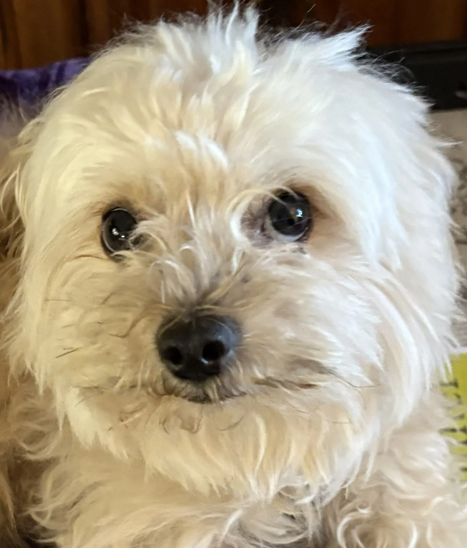 Ricky image 3
