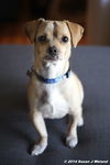 Milo