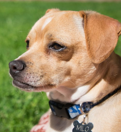 Milo