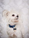 Sprocket