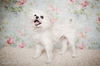 Sprocket