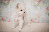 Sprocket