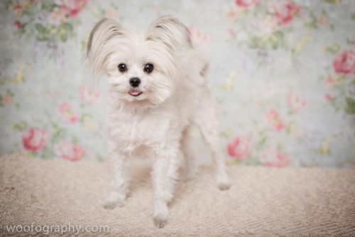 Sprocket