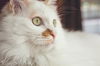 Sugar