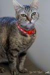 Lulu Belle