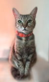 Lulu Belle