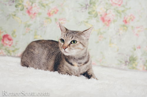 Lulu Belle