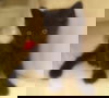 Moose