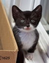 Mittens