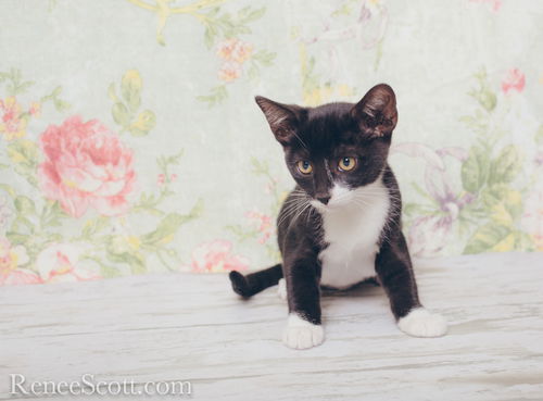 Mittens