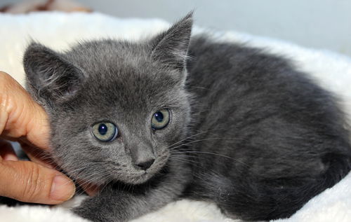 Little Marie