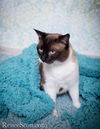 Libby