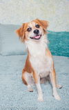 Roxy