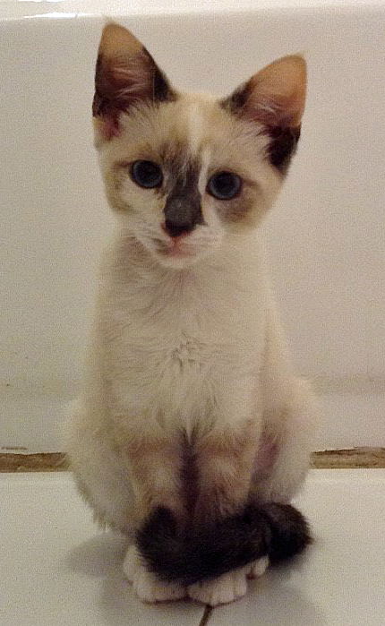 Mika