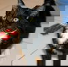 Kitty Purry