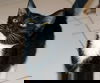 Kitty Purry