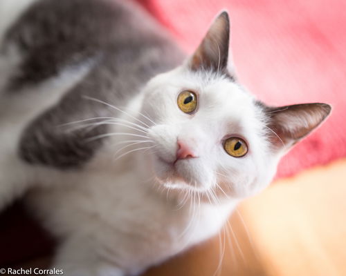 Maru