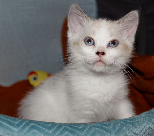 Mimi