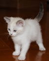 Mimi