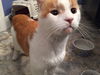 Simon