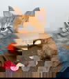 Tigger