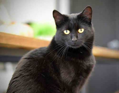 Licorice
