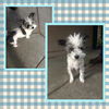 Mickey