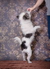 Mickey