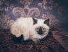 BonBon