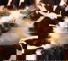 Truffle