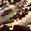 Truffle