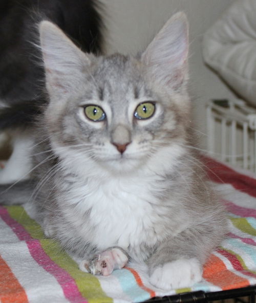 Sweet Perlina
