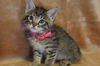 Tiger Lily