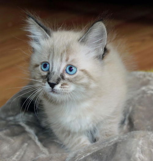 Mocha