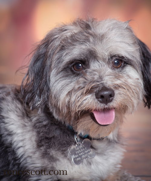 Otis