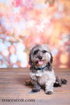 Otis