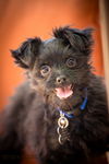 Moxie