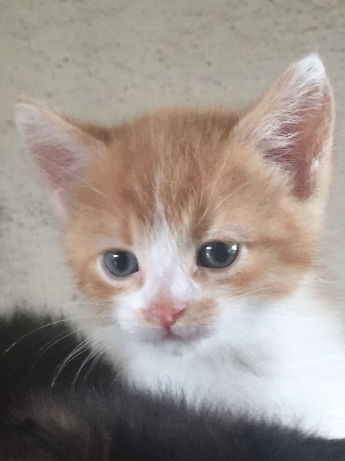 Poki Jr.