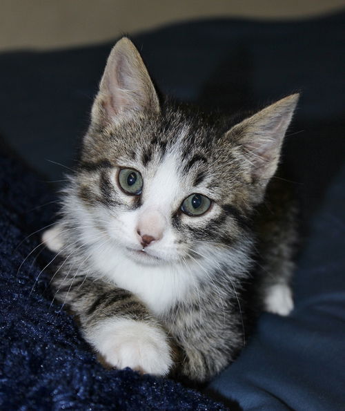 Simon
