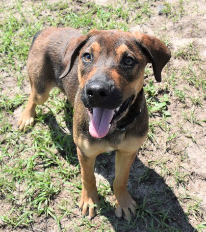 Dog for Adoption - Tarik, a Hound in Sumter County, FL | Alpha Paw