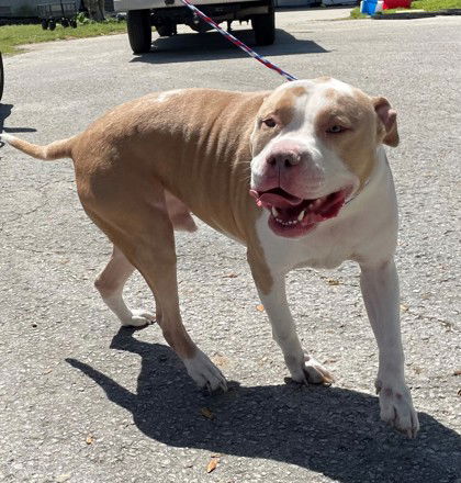 Dog for Adoption - Tank, a American Staffordshire Terrier in Dunnellon ...