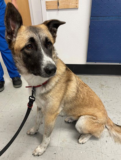 Dog for Adoption - Charlie (female), a Shepherd in Ocoee, FL | Alpha Paw