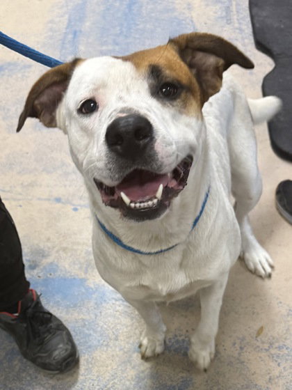 Brittany, an adoptable American Bulldog in Inverness, FL
